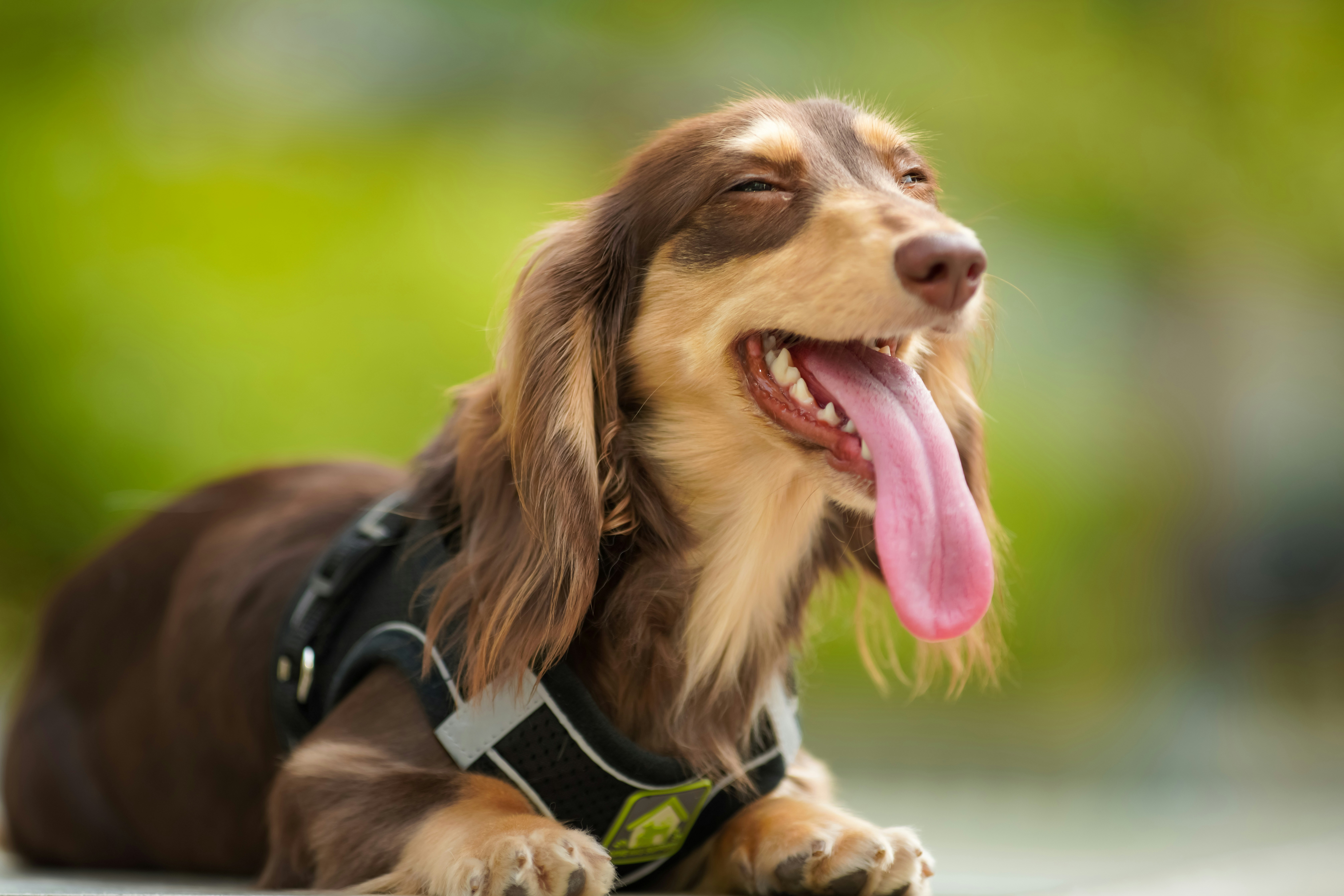 Happy dog